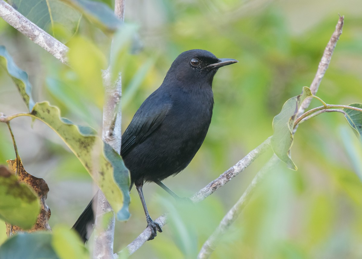 Black Catbird - ML616160712