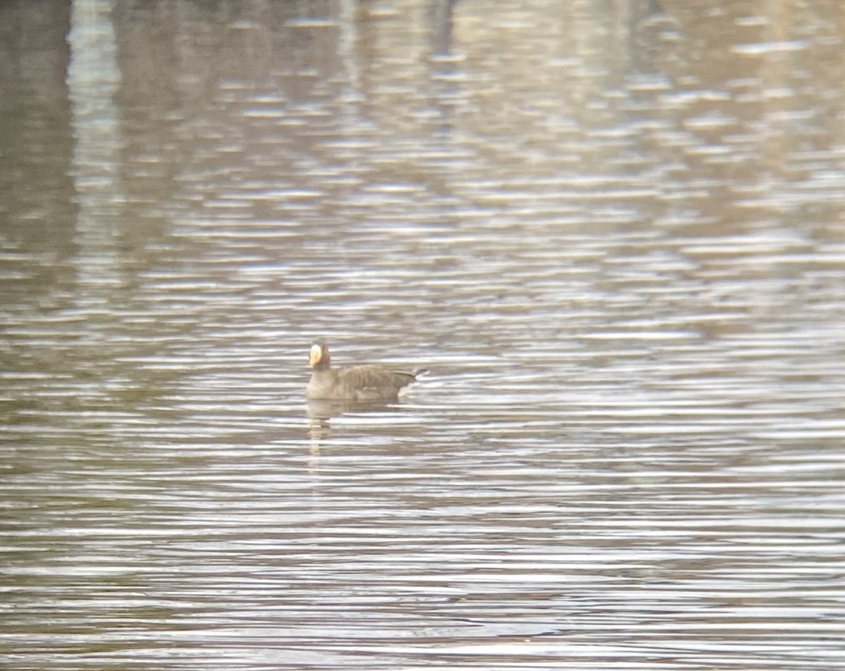 Greater White-fronted Goose - ML616160757