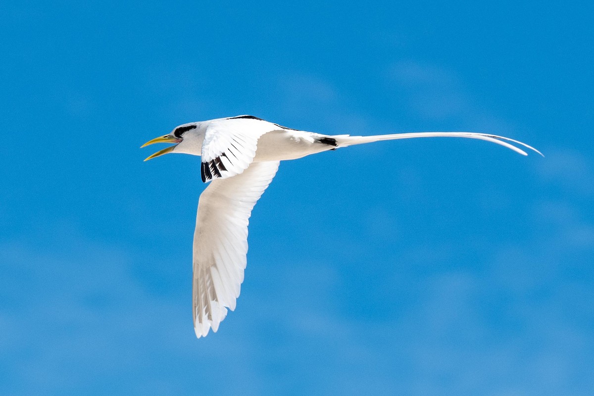 White-tailed Tropicbird - ML616160809
