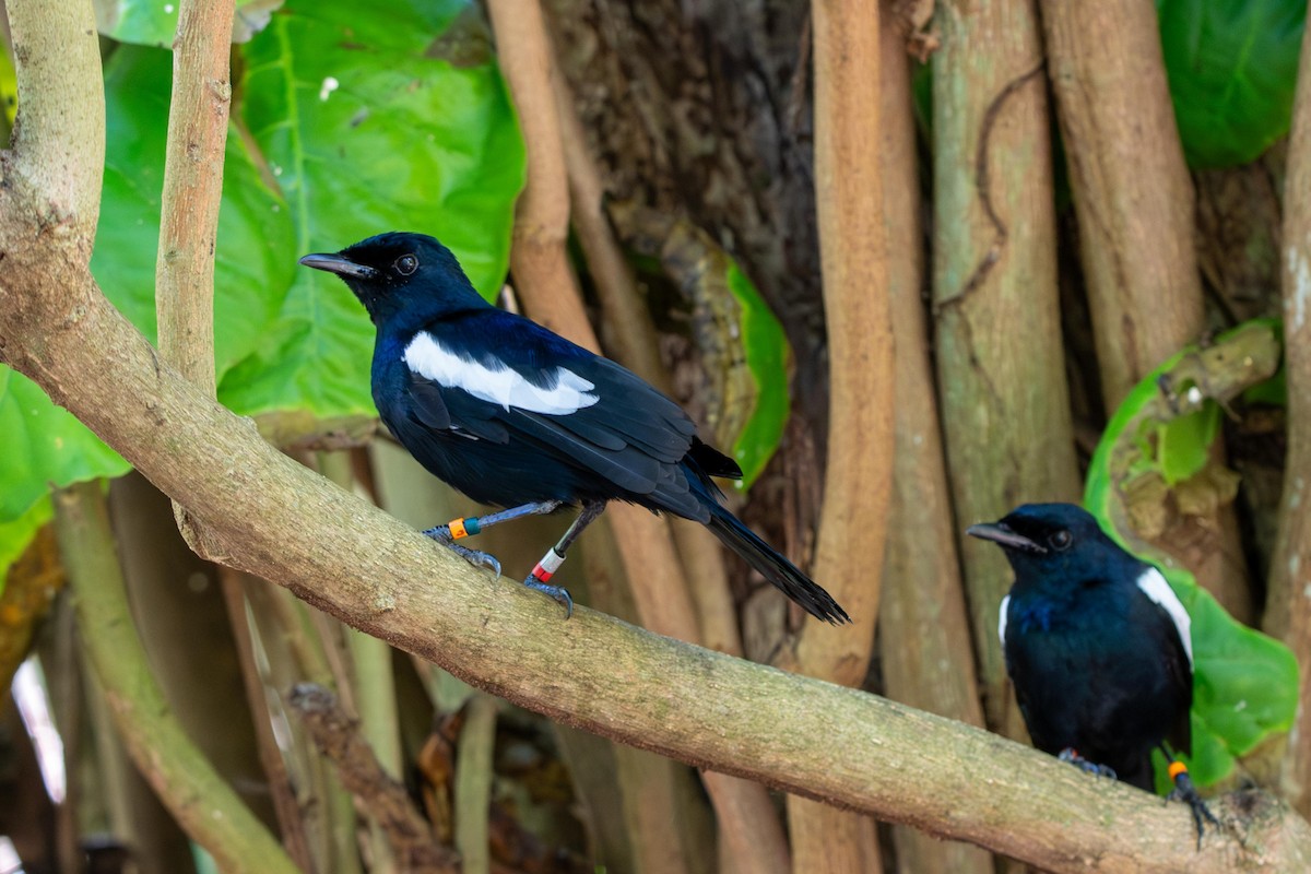 Seychelles Magpie-Robin - Thomas Harry