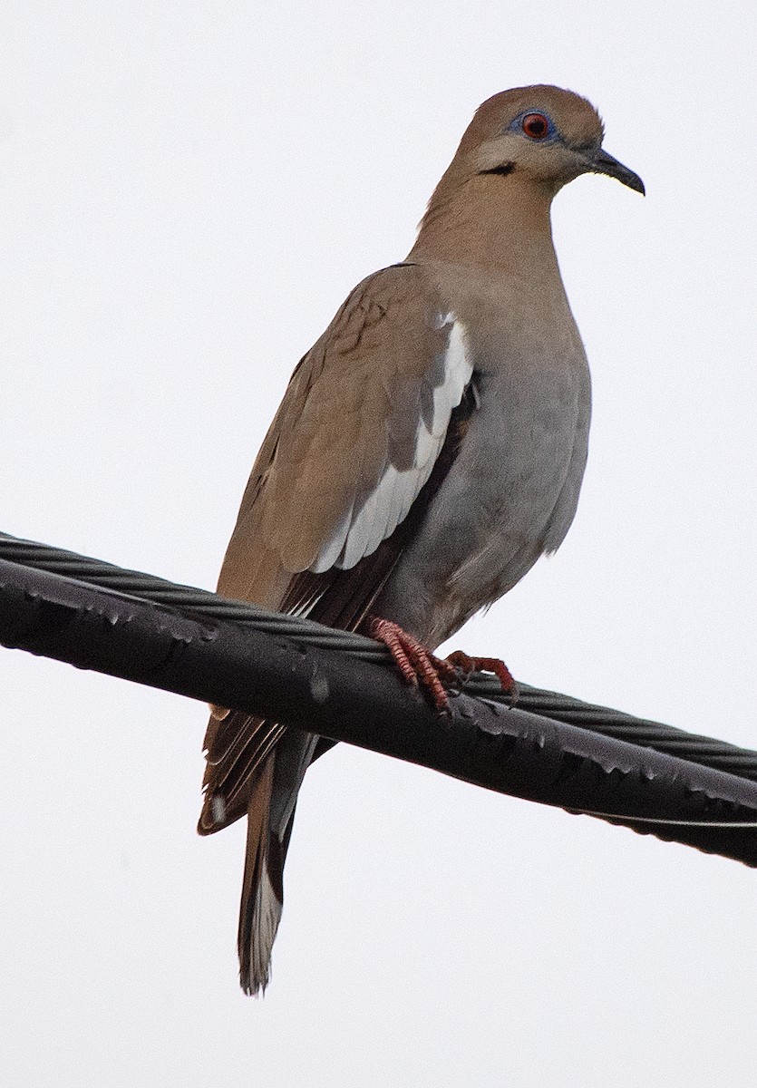 White-winged Dove - ML616160838