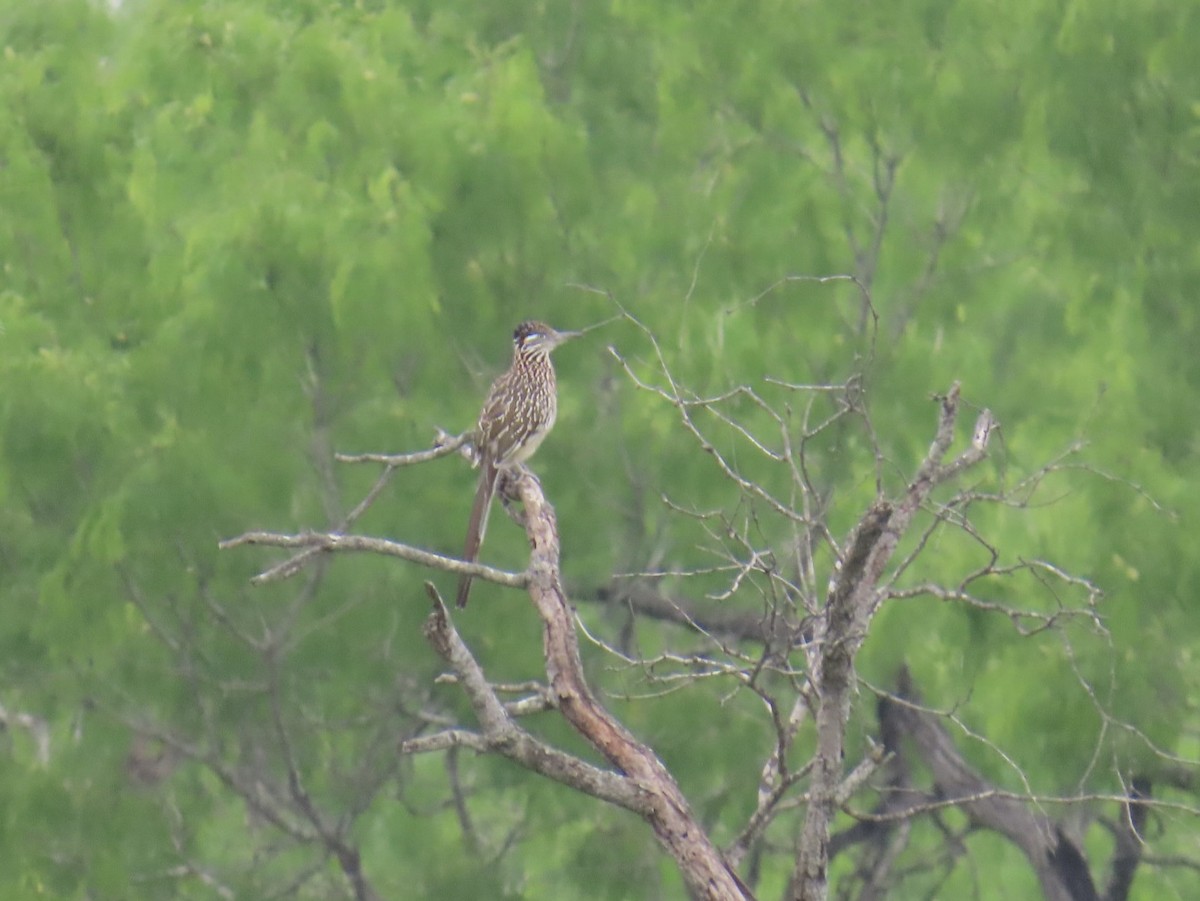 Greater Roadrunner - Karen Fiske