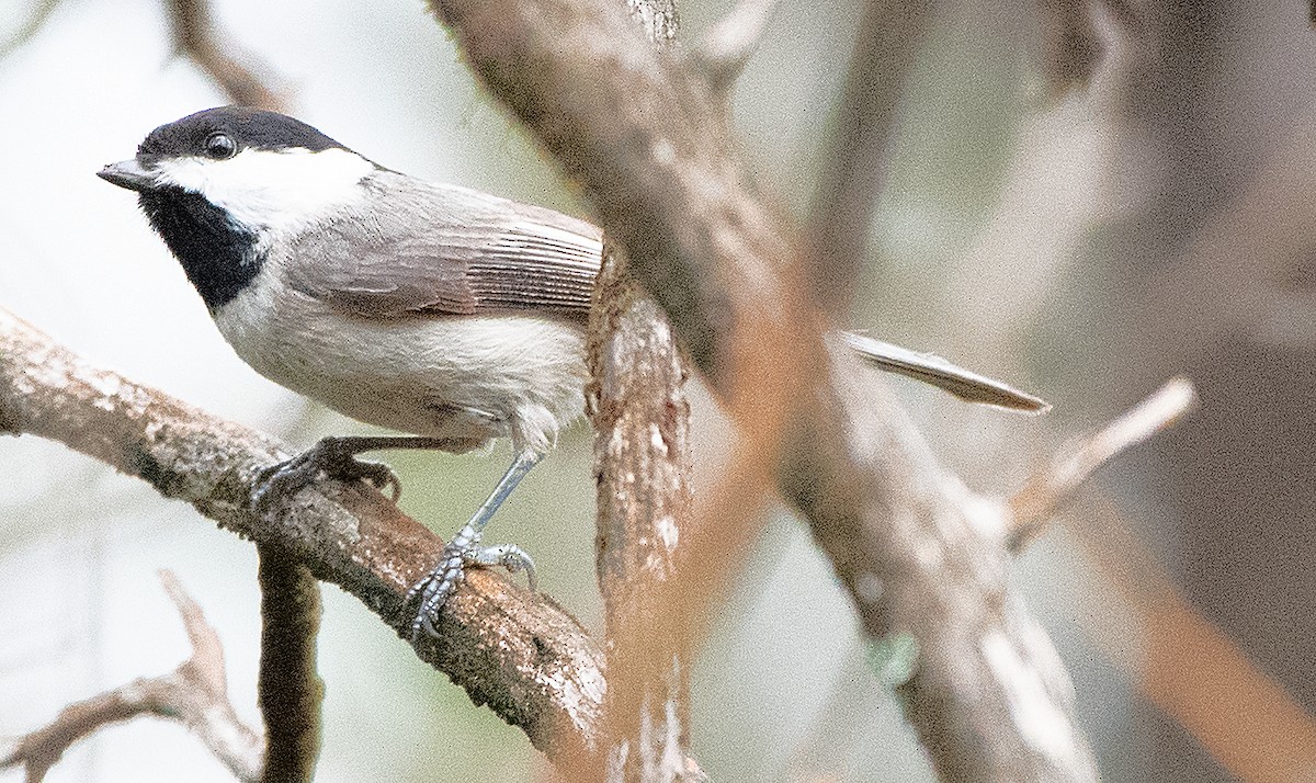 Carolina Chickadee - ML616160856