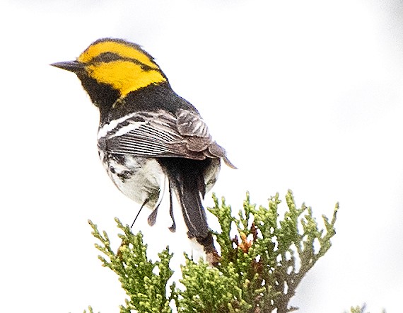 Golden-cheeked Warbler - ML616160874