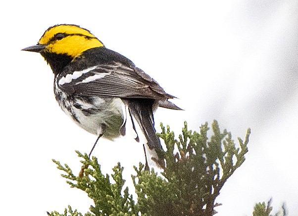 Golden-cheeked Warbler - ML616160875