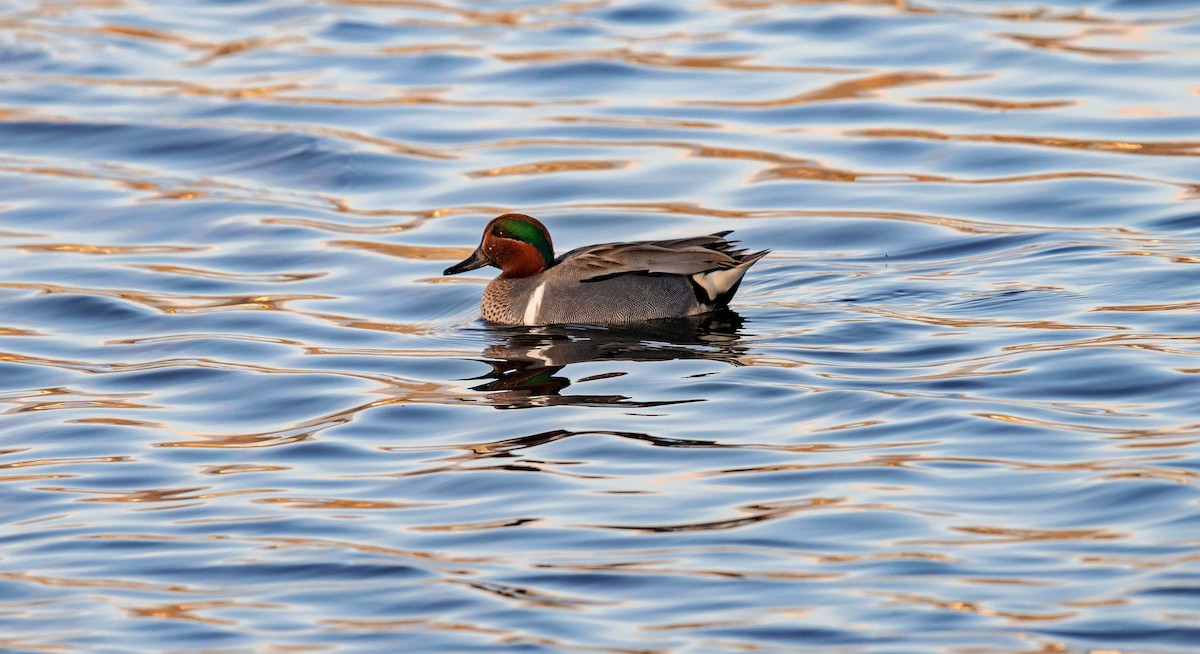 Green-winged Teal (American) - Rolando Tomas Pasos Pérez