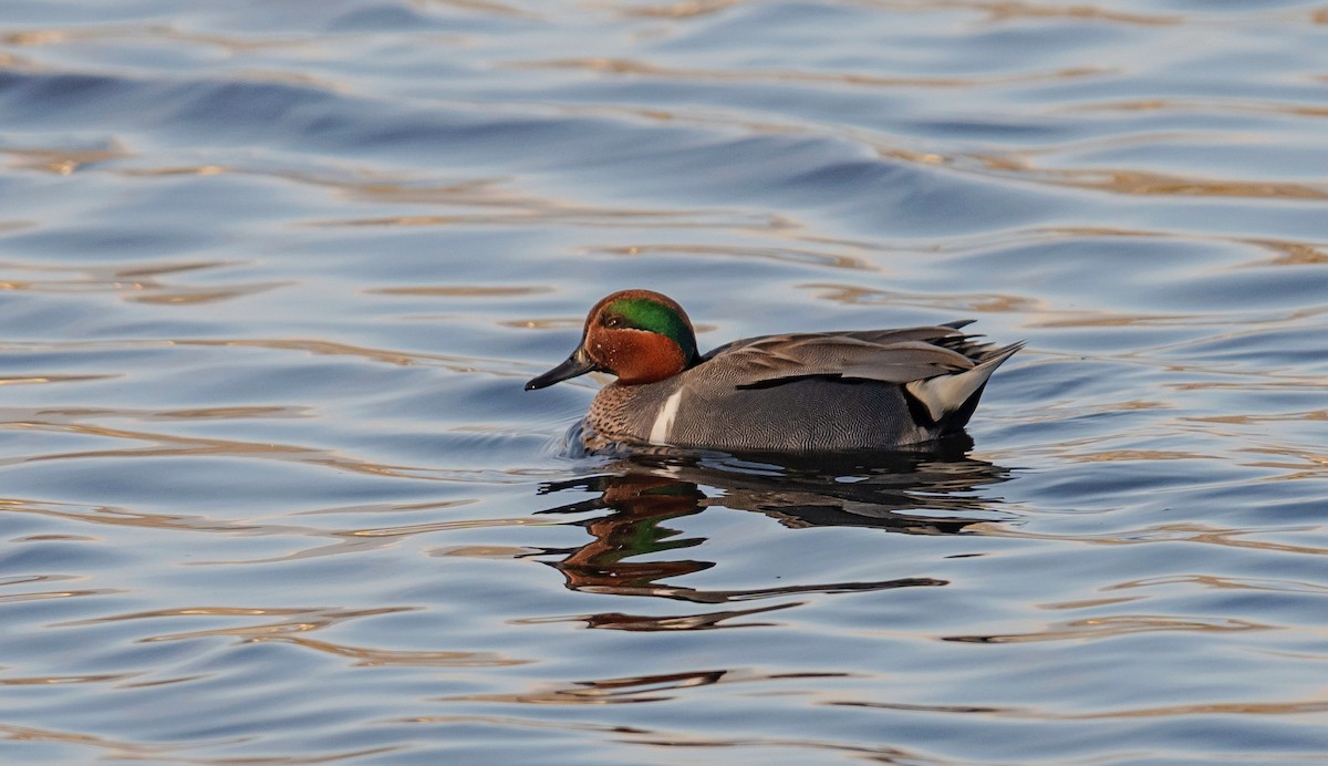 小水鴨(carolinensis) - ML616160947