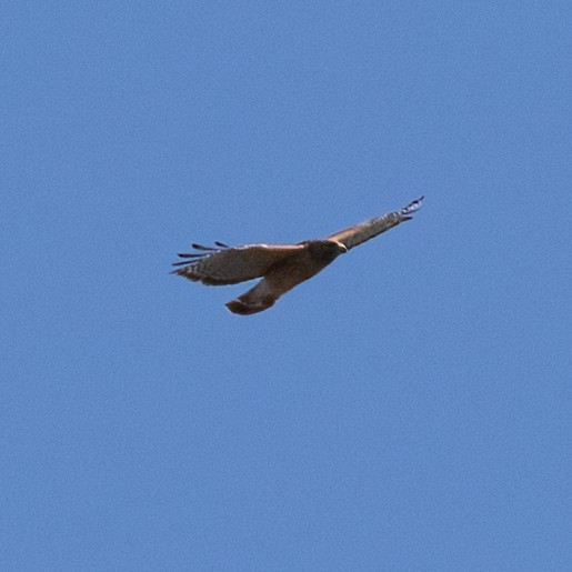 Red-shouldered Hawk - ML616160970