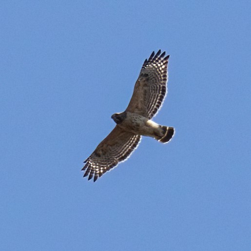 Red-shouldered Hawk - ML616160971