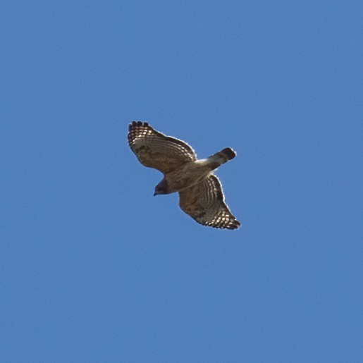 Red-shouldered Hawk - ML616160972