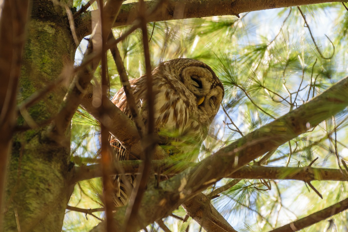 Barred Owl - ML616161014