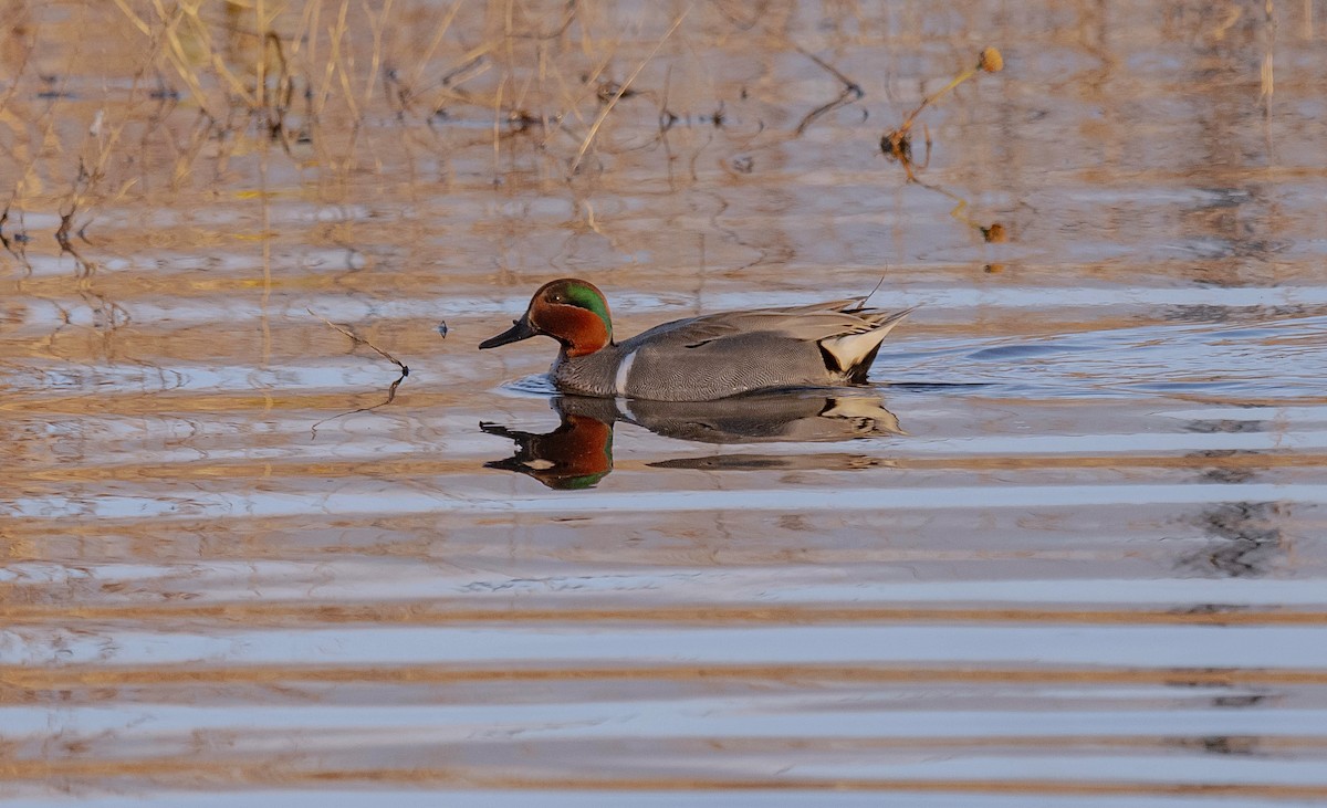 小水鴨(carolinensis) - ML616161031