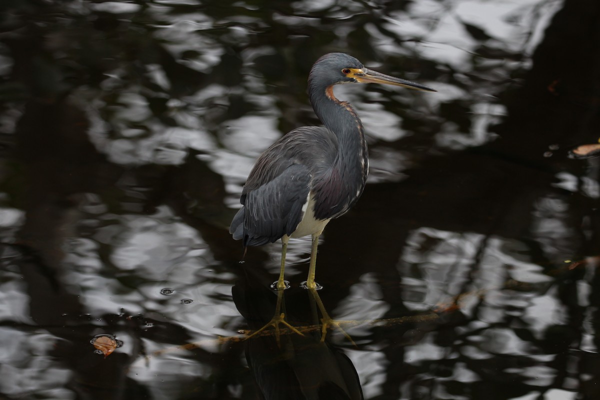 Tricolored Heron - ML616161060