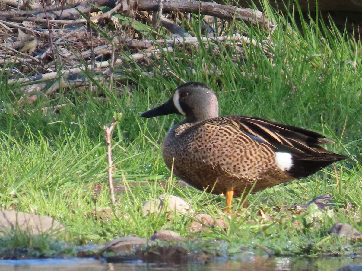 Blue-winged Teal - ML616161160