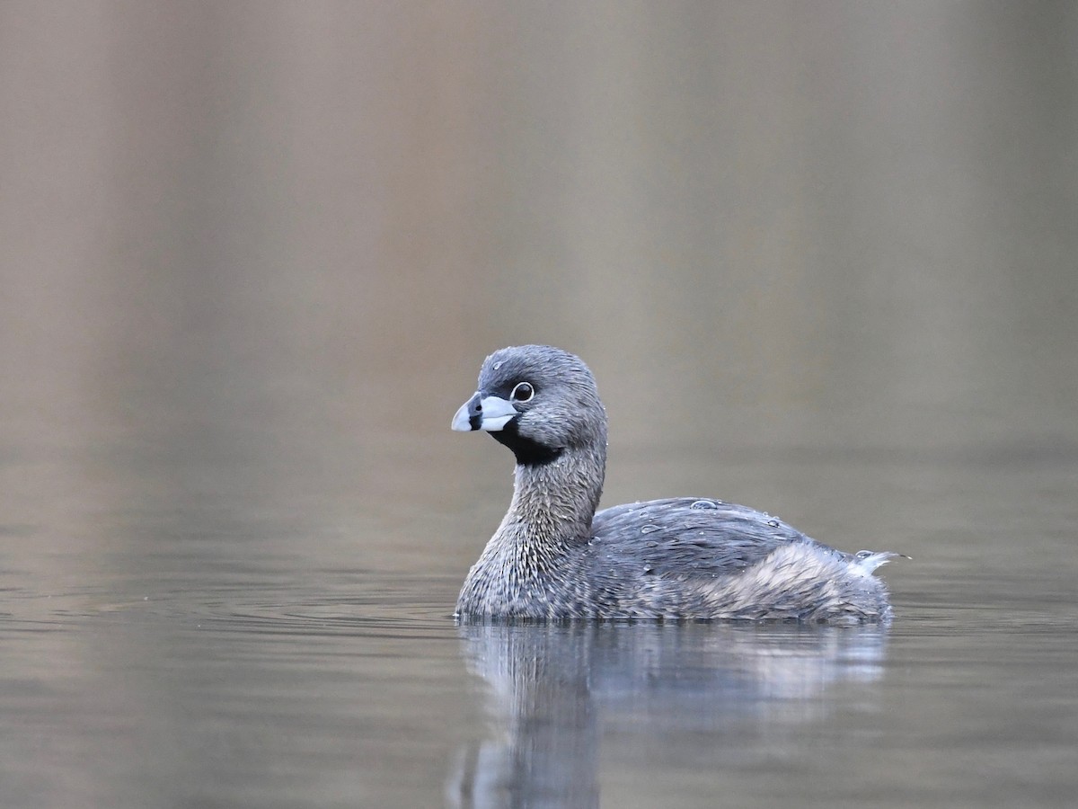 Pied-billed Grebe - ML616161170