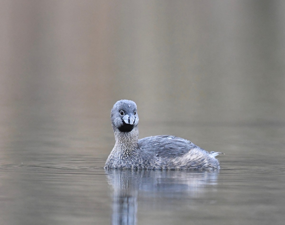 Pied-billed Grebe - ML616161171