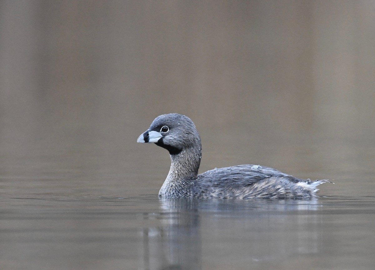 Pied-billed Grebe - ML616161172