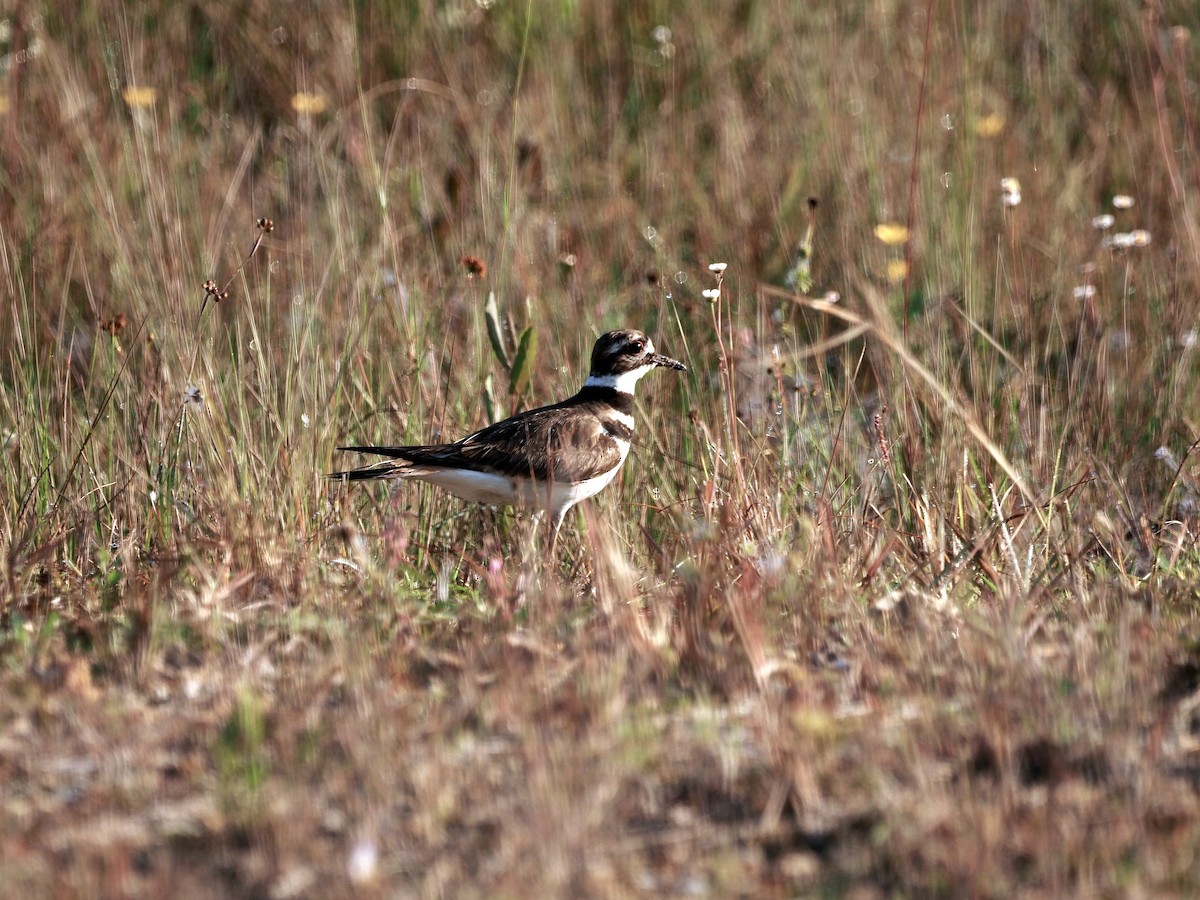 Killdeer - ML616161244