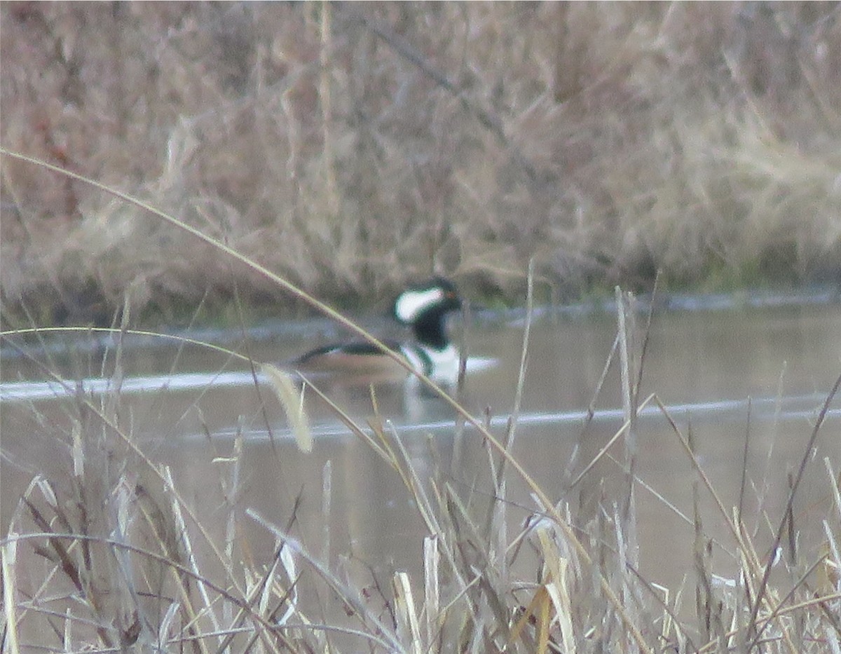 Hooded Merganser - Jo-Ann Moore