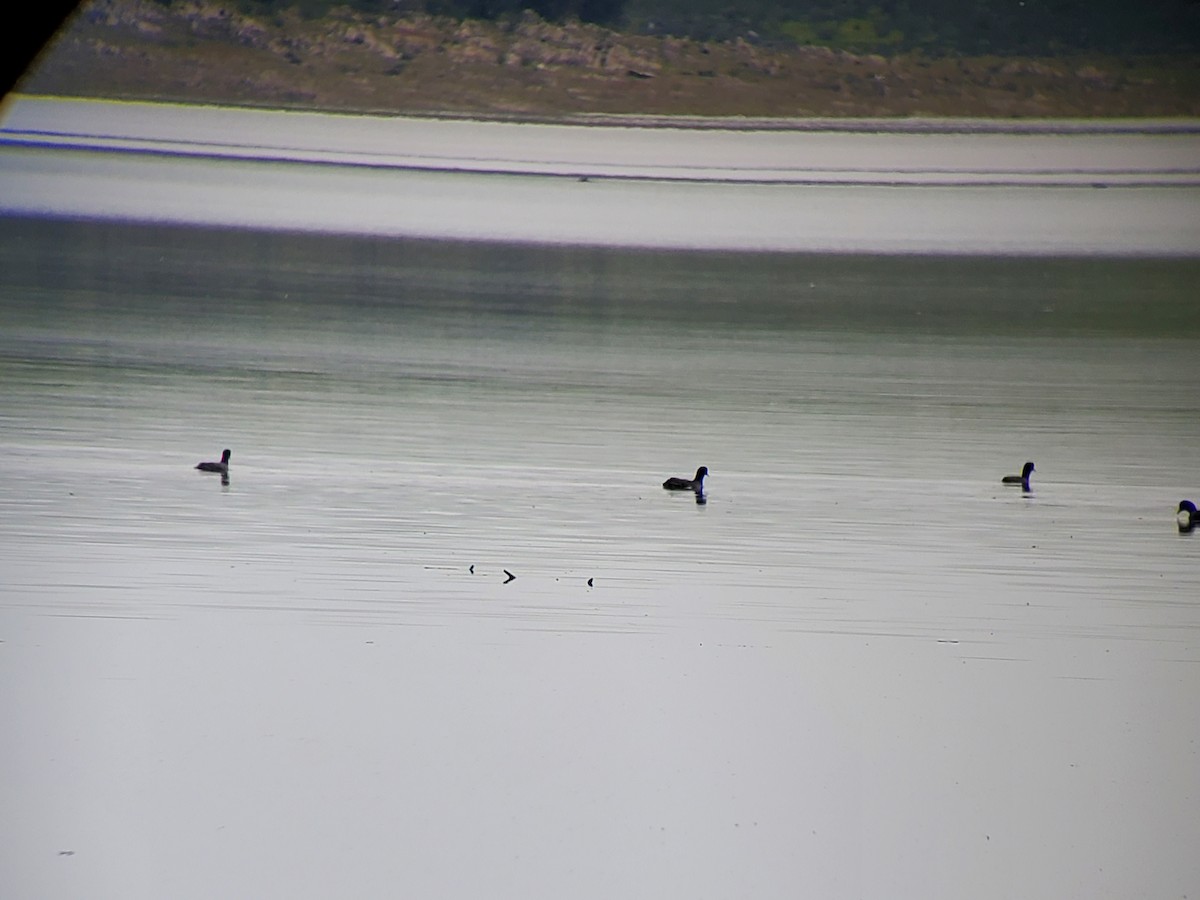 Eurasian Coot - ML616161314