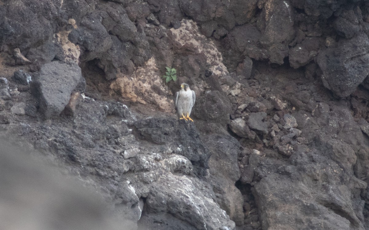 Peregrine Falcon (Barbary) - ML616161340