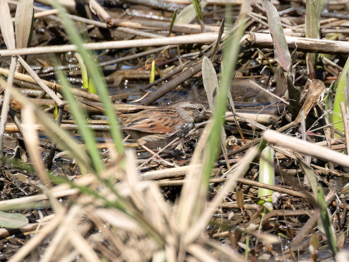 Swamp Sparrow - ML616161465