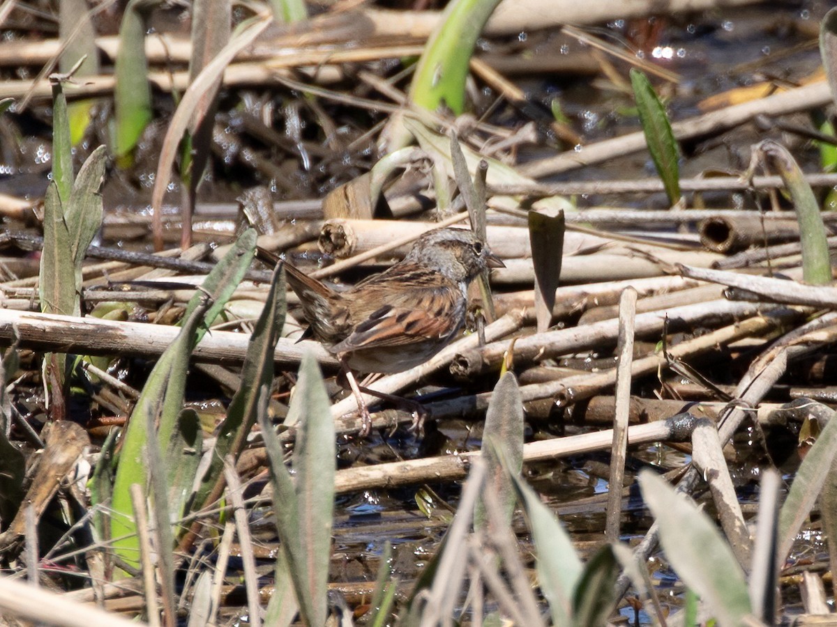 Swamp Sparrow - ML616161472