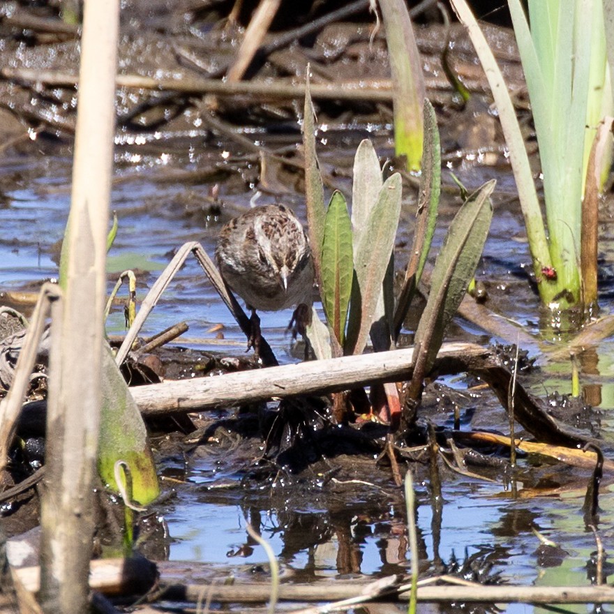 Swamp Sparrow - ML616161488
