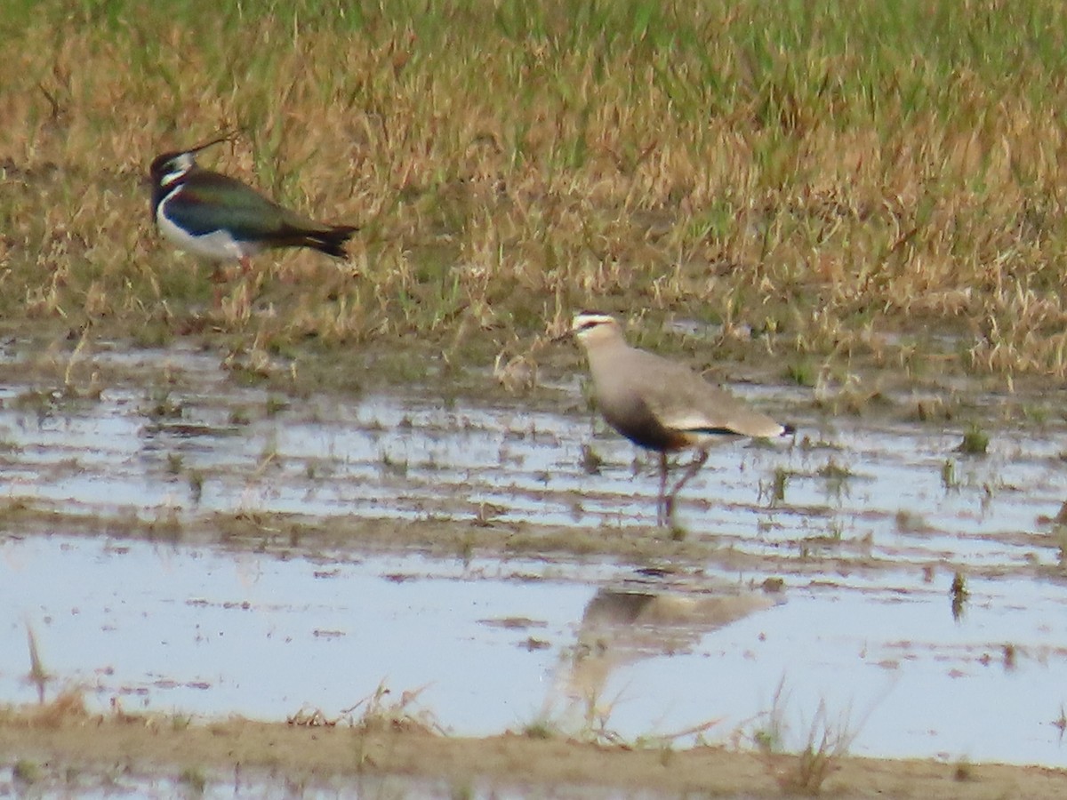 Sociable Lapwing - Joaquín Mayo García