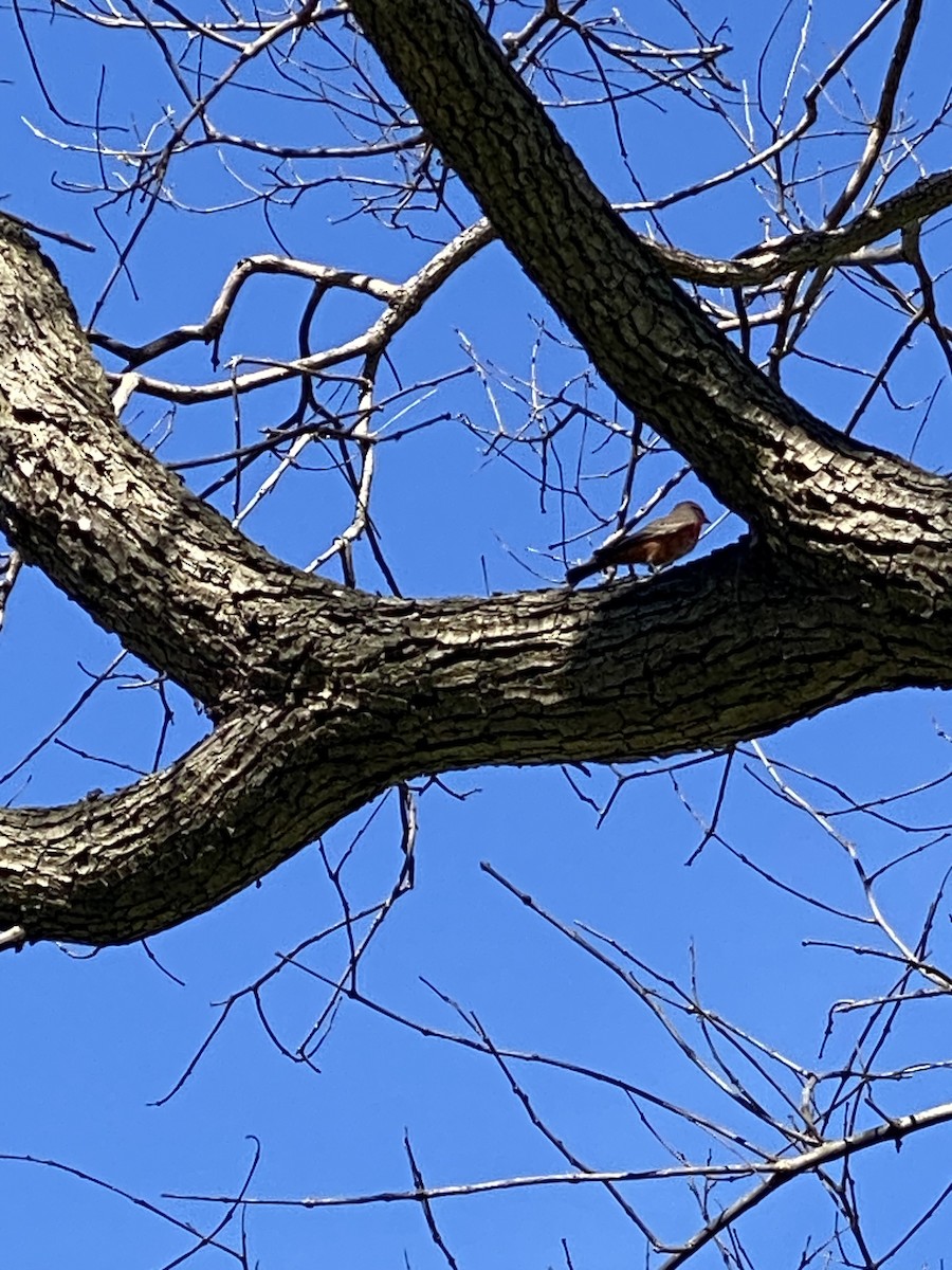 Vermilion Flycatcher - ML616161578