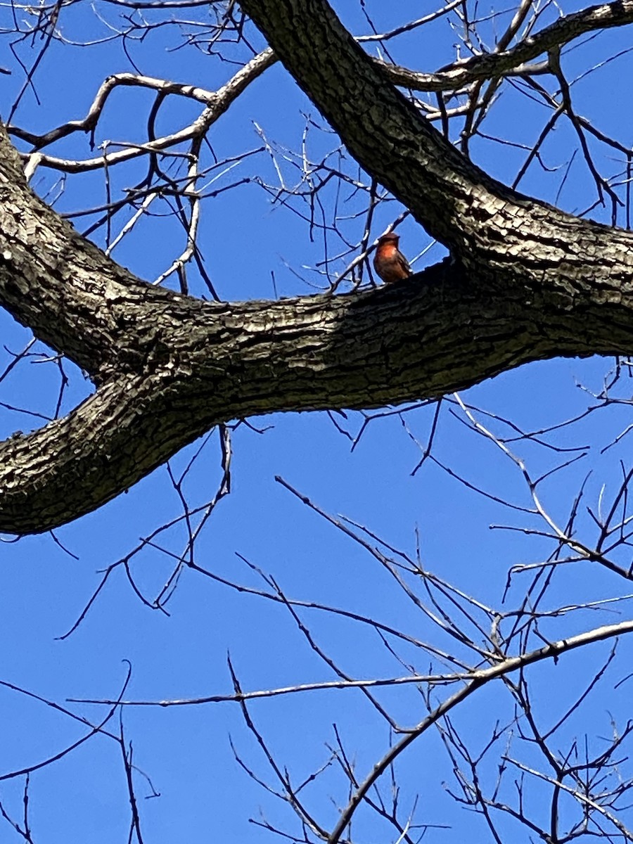 Vermilion Flycatcher - Brendan Reed