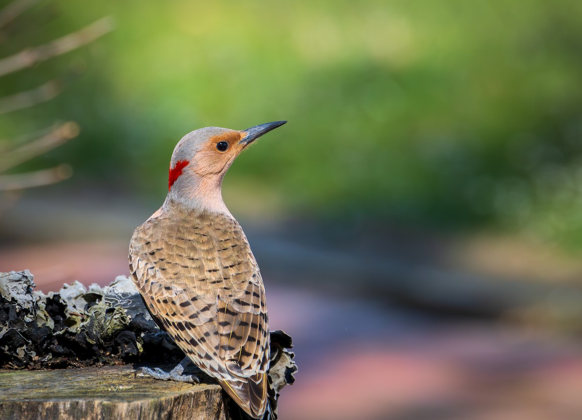 Northern Flicker - ML616161732