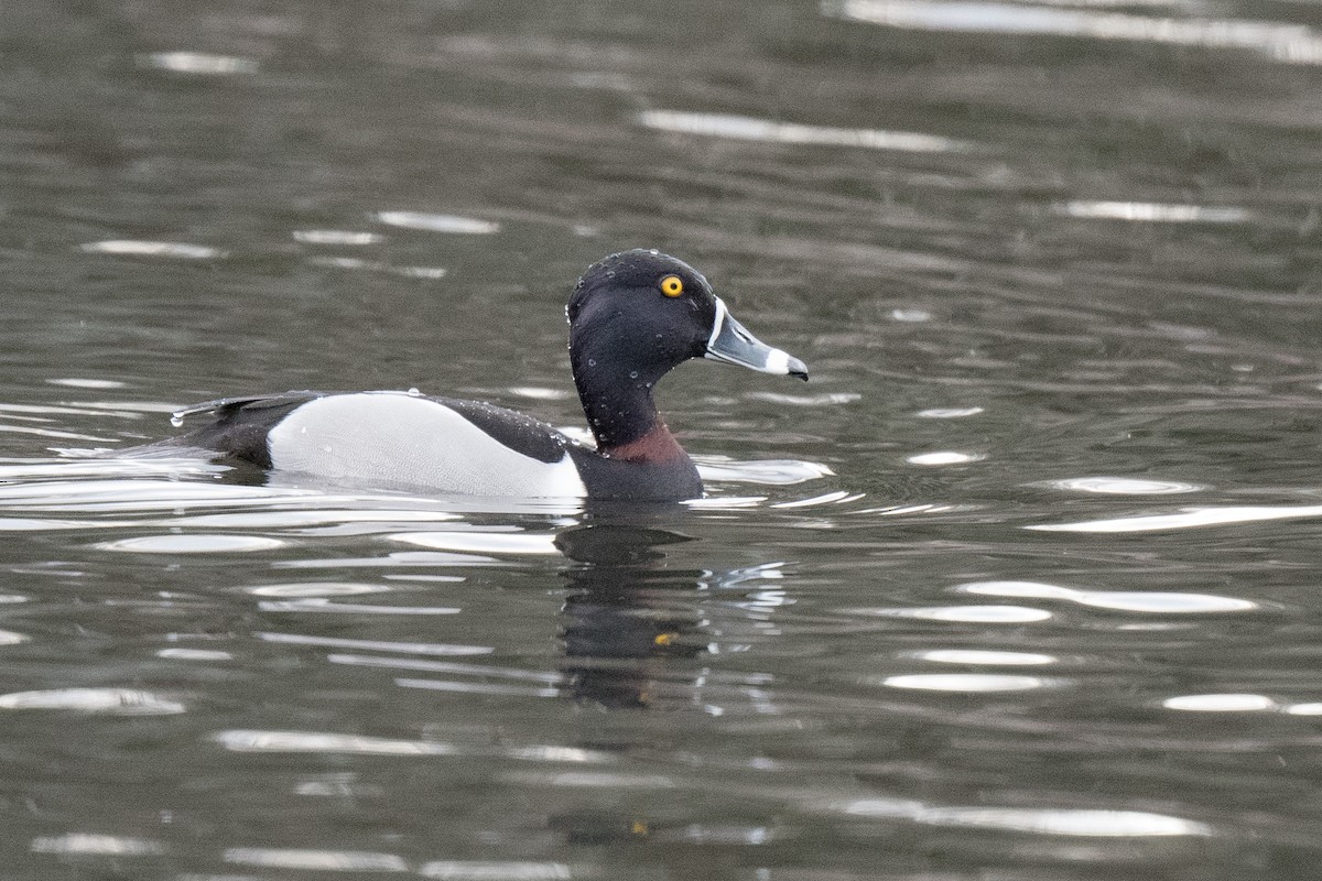 Ring-necked Duck - ML616161748