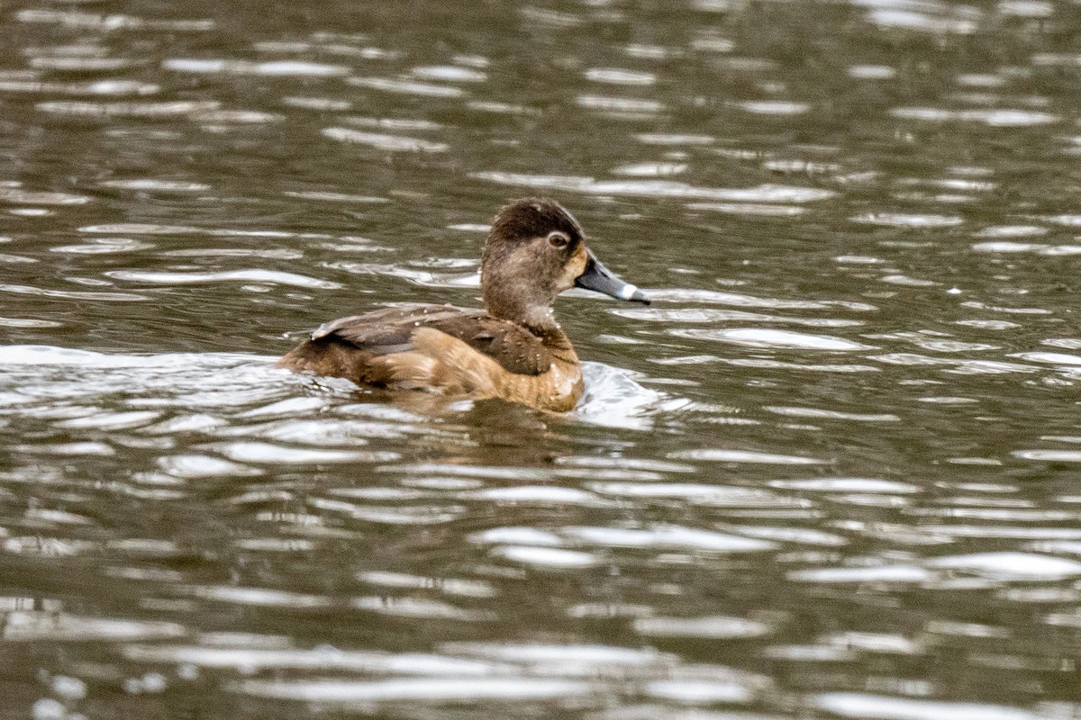 Ring-necked Duck - ML616161749