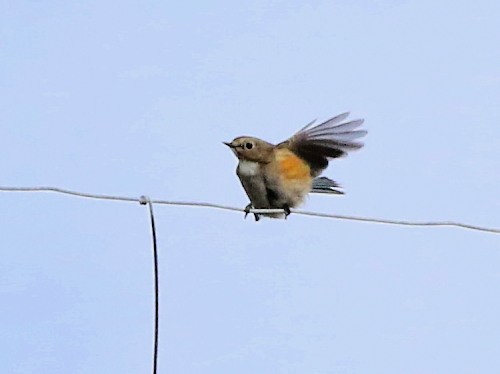 Red-flanked Bluetail - ML616161755