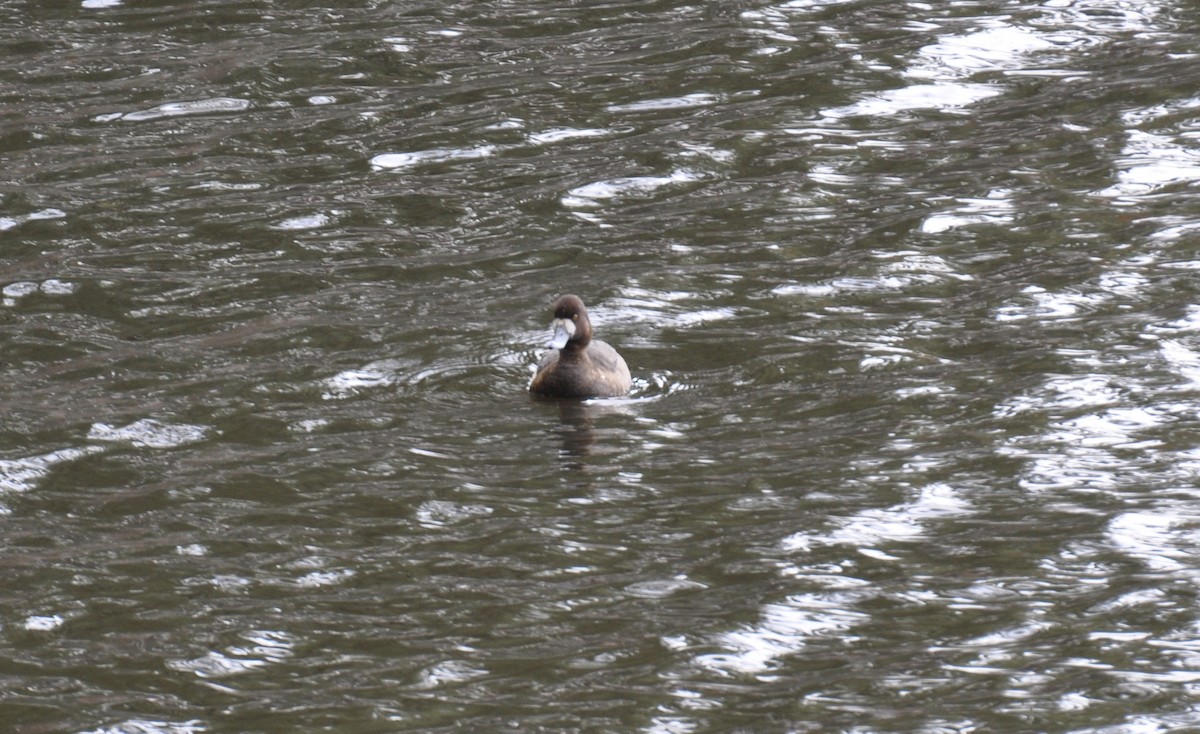 Lesser Scaup - ML616161780