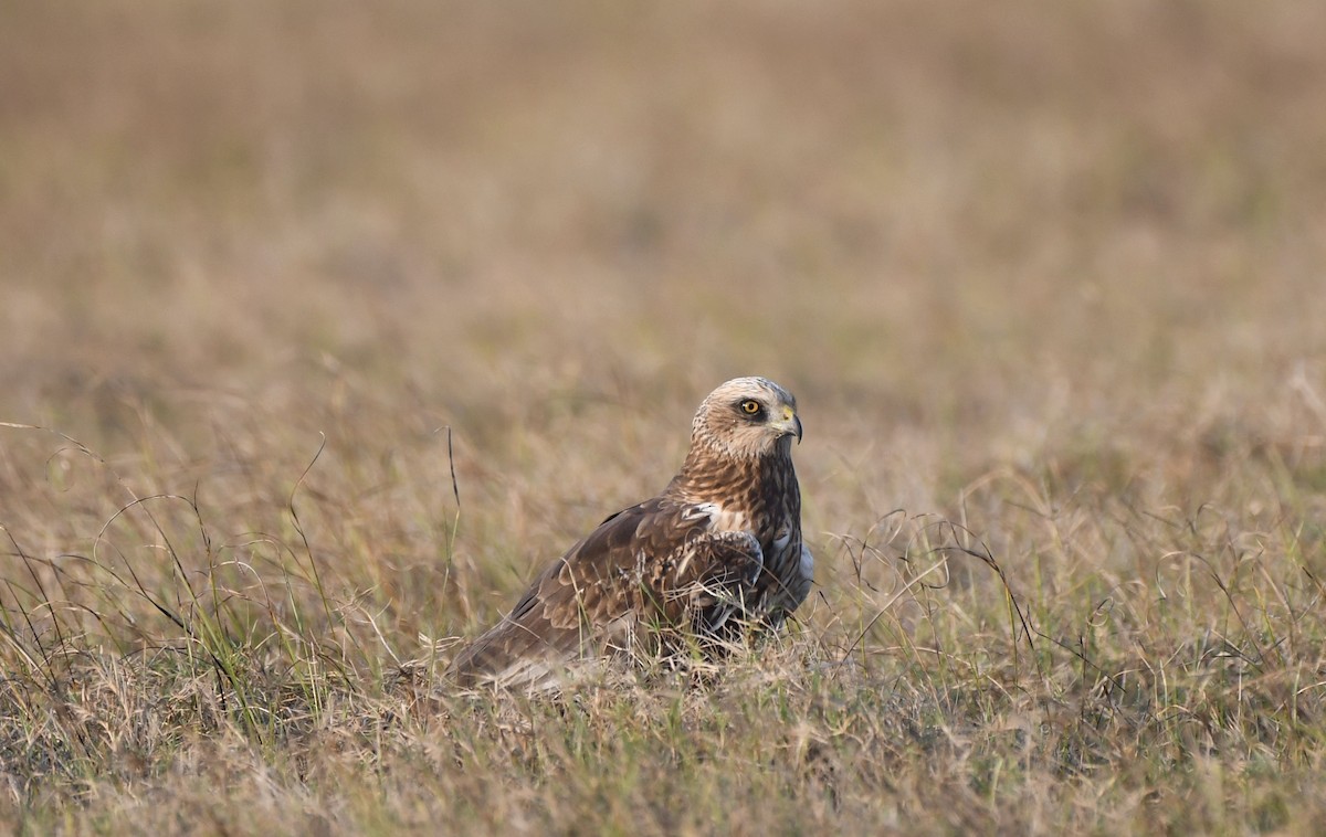 Eastern Marsh Harrier - ML616161782