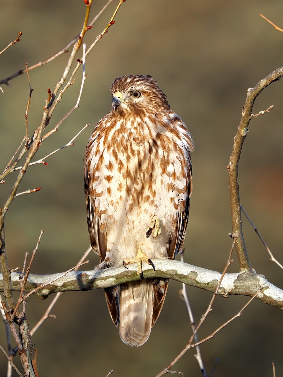 Red-shouldered Hawk - ML616161810