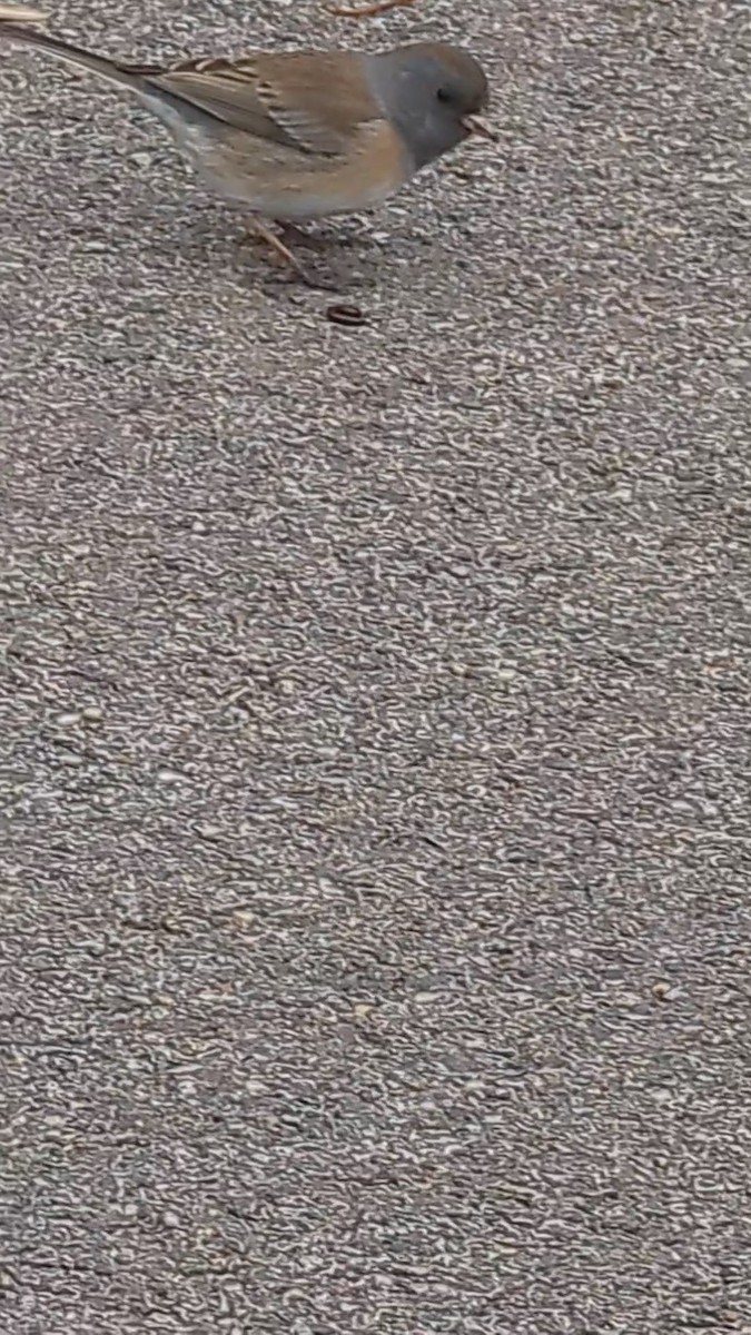 strnadec zimní [skupina oreganus] - ML616161812