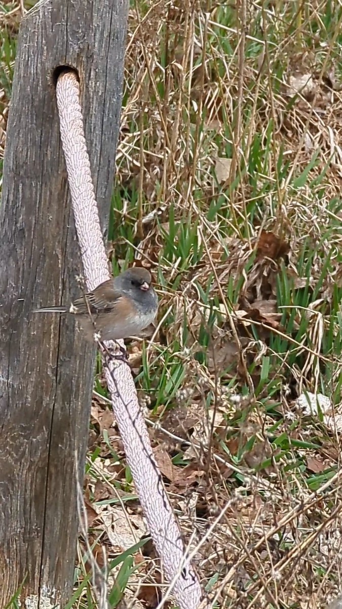 Dark-eyed Junco (Oregon) - ML616161813