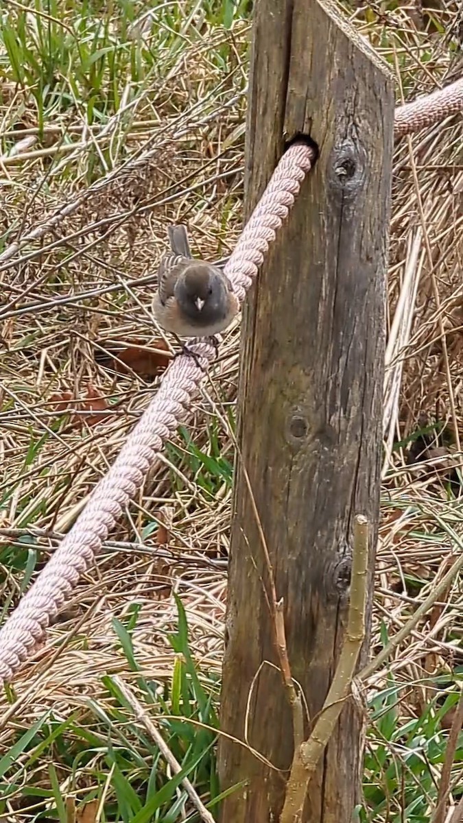 strnadec zimní [skupina oreganus] - ML616161814