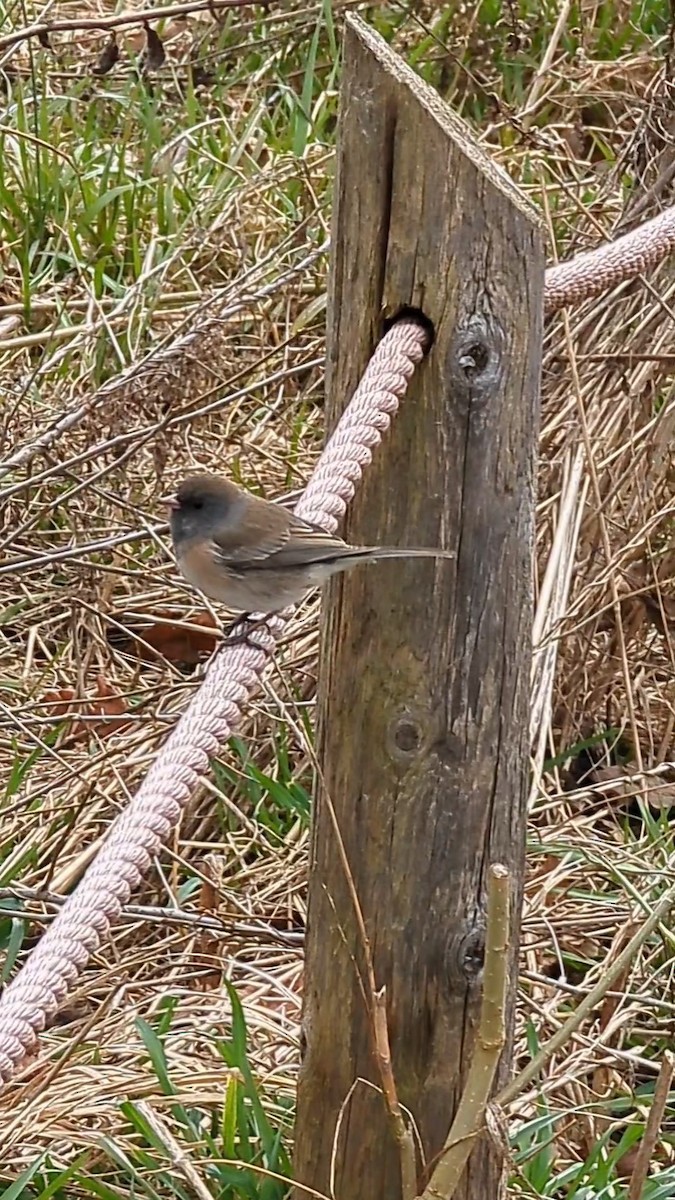 Dark-eyed Junco (Oregon) - ML616161815