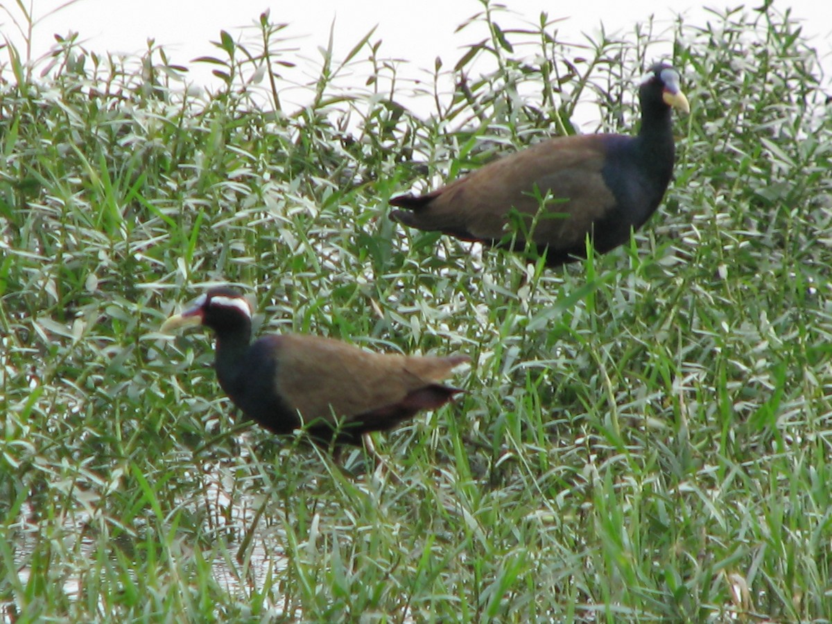 Bronze-winged Jacana - ML616161826