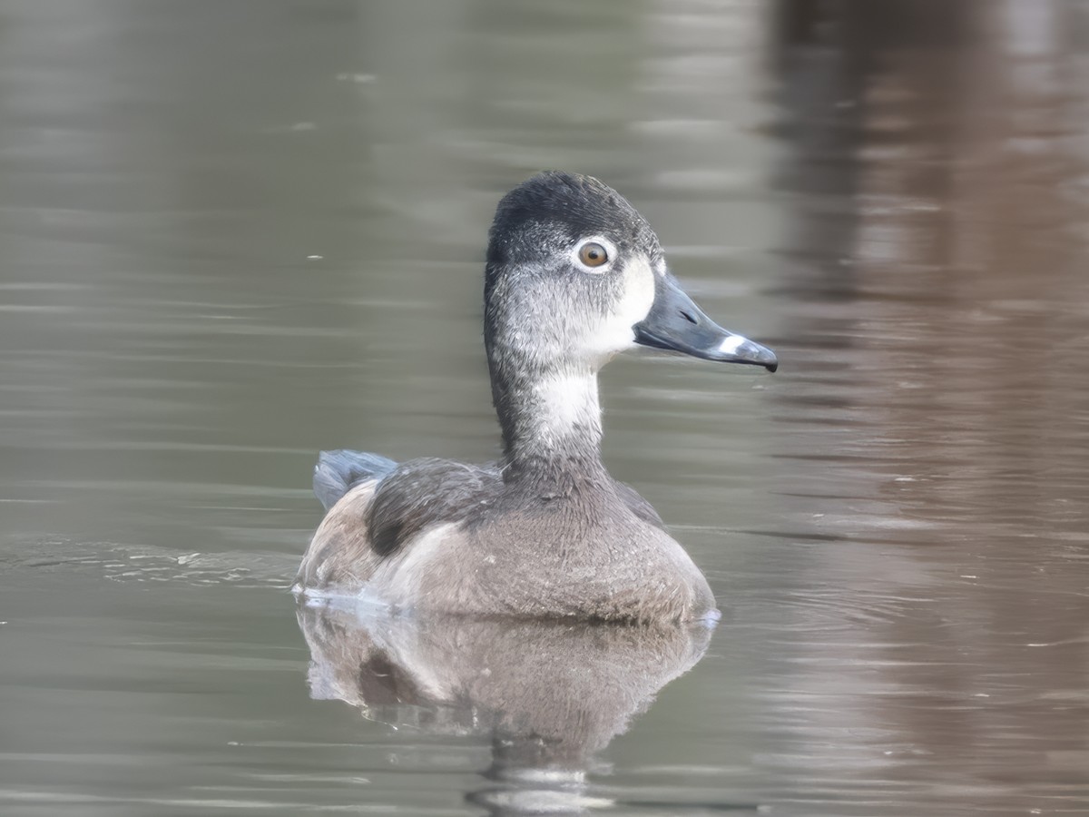 Ring-necked Duck - ML616161830