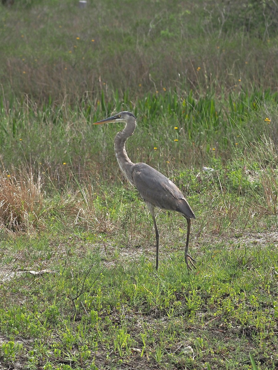 Great Blue Heron - ML616161838