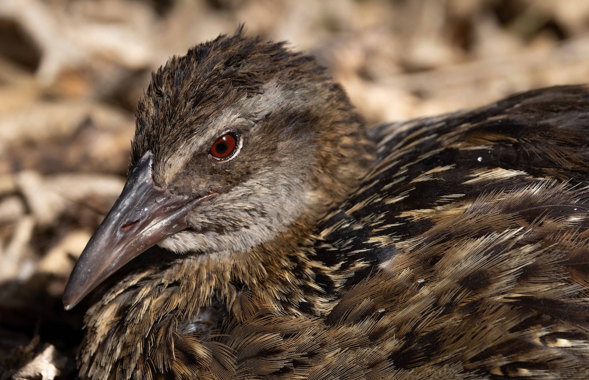 Rascón Weka - ML616161846