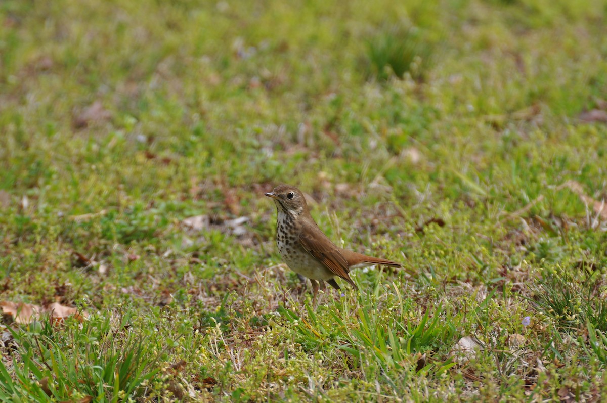 Hermit Thrush - ML616161882