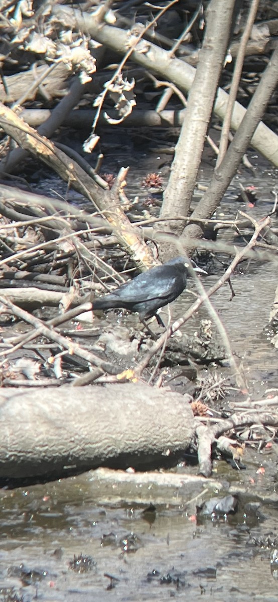 Rusty Blackbird - ML616161895