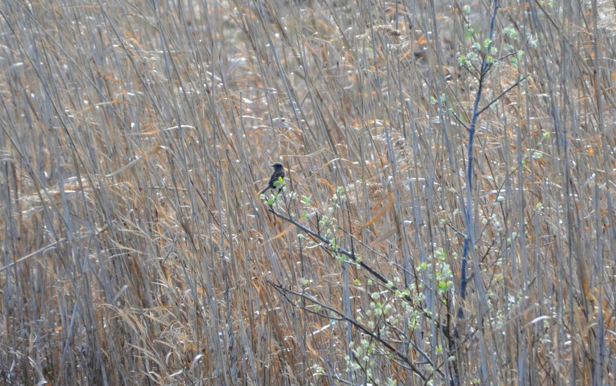 European Stonechat - ML616161901