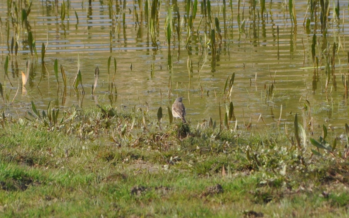 Харзны шийхнүүхэй - ML616161923